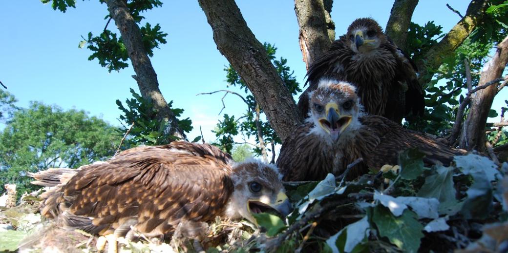 Trojice mláďat orla královského na hnízdě, foto Hynek Matušík