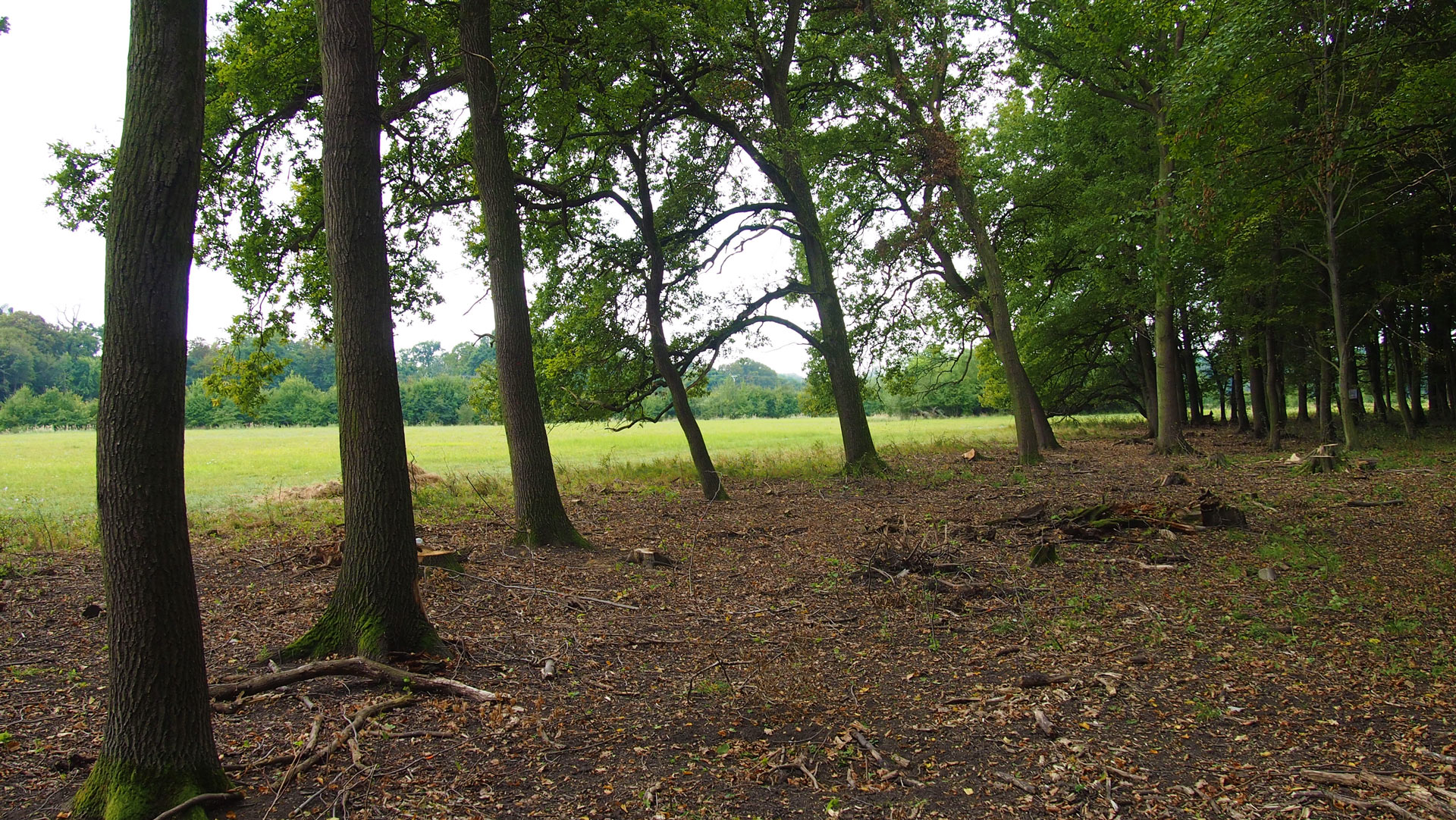 Otevřené lesy a na ně vázané druhy postupně ubývají. Prosvětlování porostů je opatřením, které vede k podpoře biodiverzity