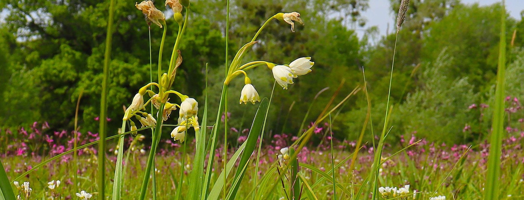 KRÁSY LUŽNÍ KRAJINY
