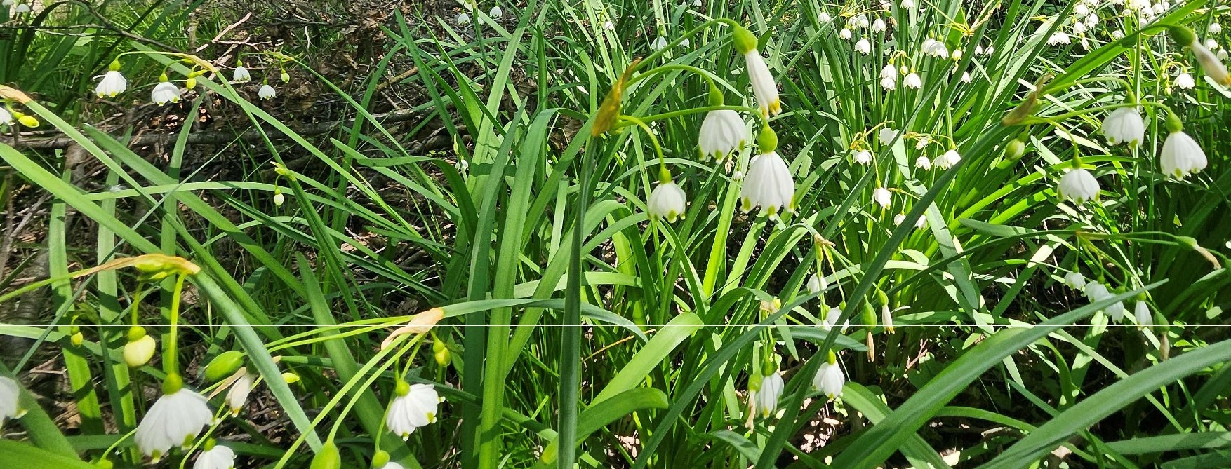 JARNÍ ASPEKT V LUHU