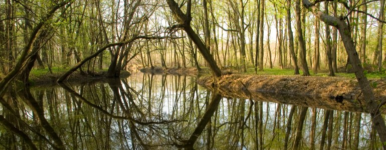 Pohled do lužního lesa na soutoku Moravy a Dyje.
