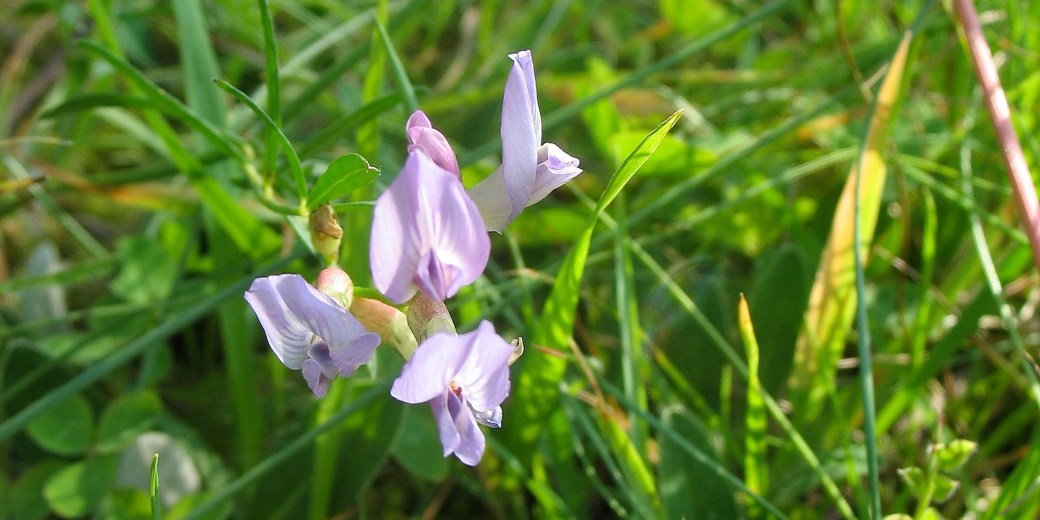 Kozinec písečný v trávě.
