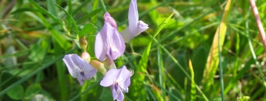 Kozinec písečný v trávě.