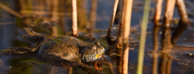 Žába kuňka ve vodě v rákosinách.