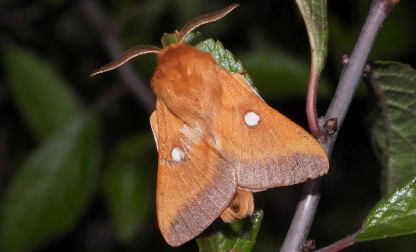 the eastern eggar moth (Eriogaster catax)
