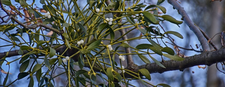 Jmelí bílé detail.