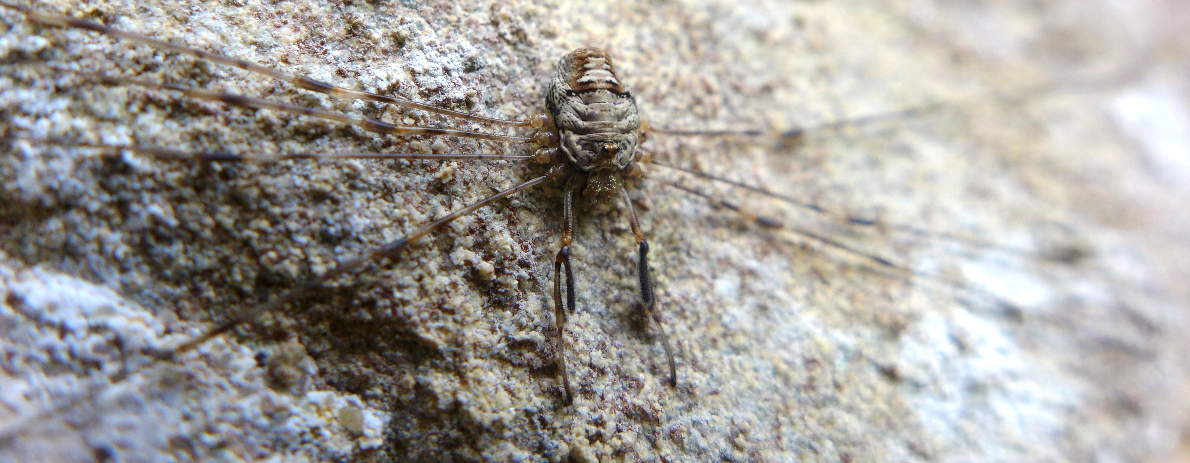 sekáč větvičkový (Dicranopalpus ramosus), foto: Ondřej Machač