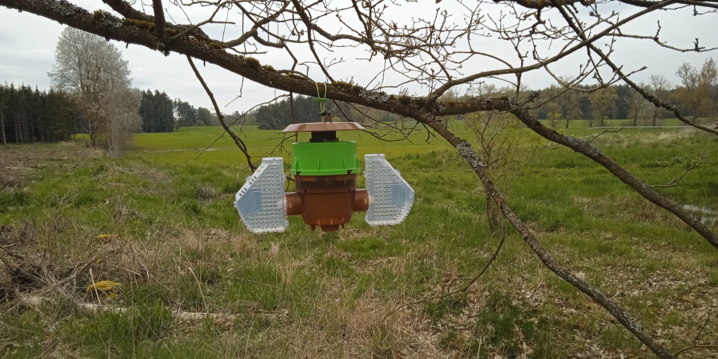 Instalace pastí na sršeň asijskou.