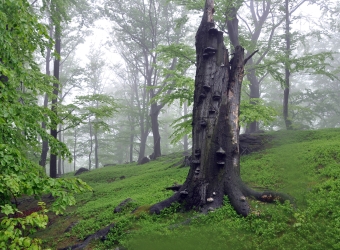 Jizera Mountains Beech Forest National Nature Reserve .