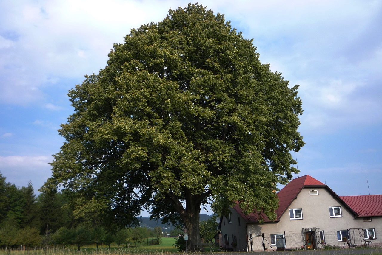 Památný strom v krajině.