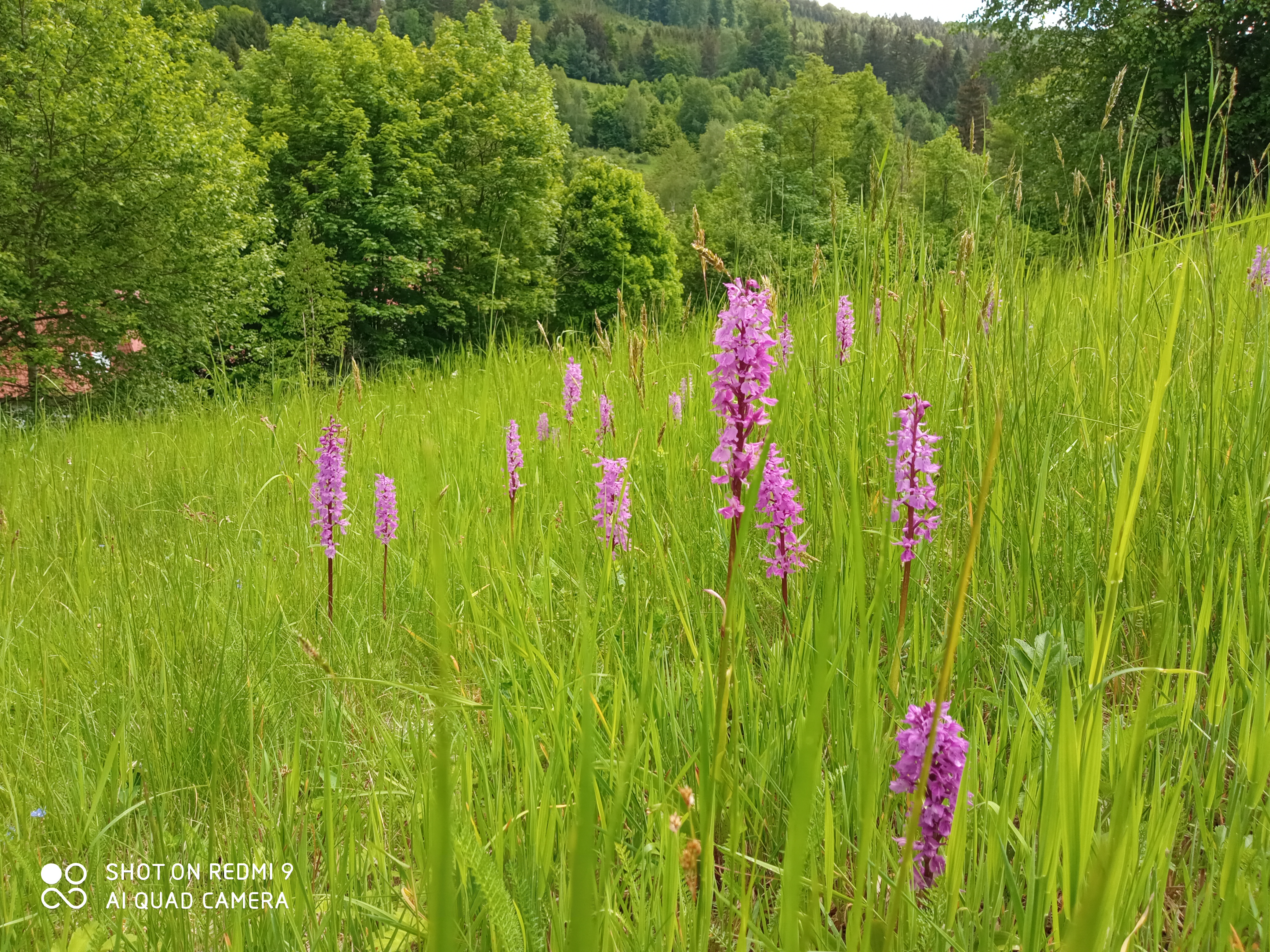 Vstavač mužský na louce.