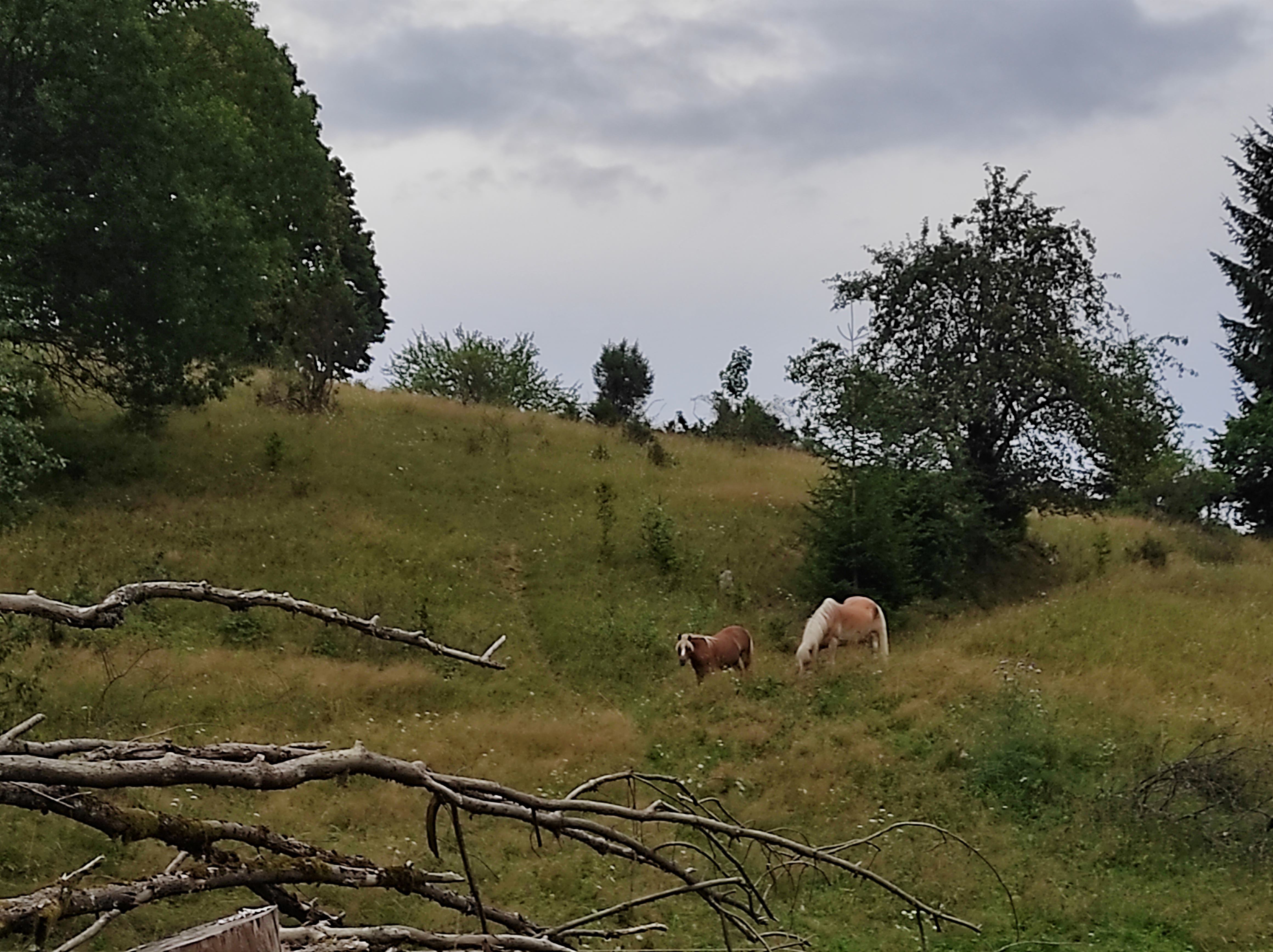 pastva koní na Bezníkové (Karolinka)