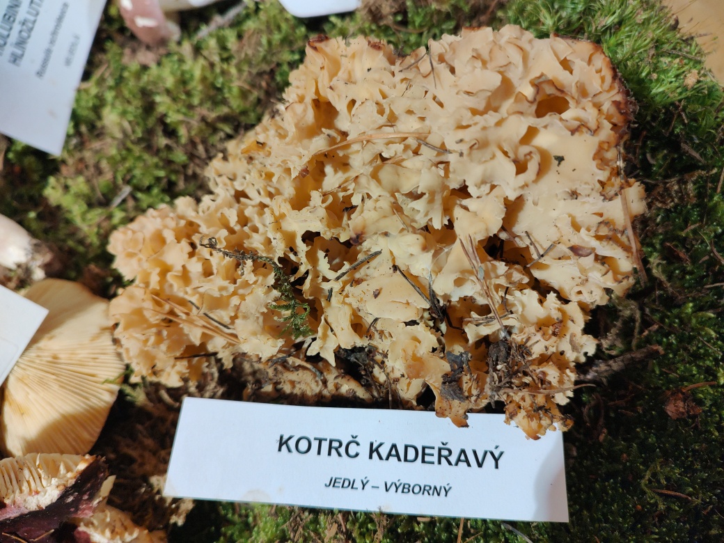 Kotrč kadeřavý.