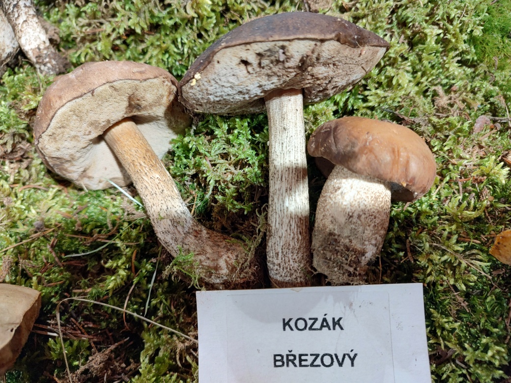Kozák březový.