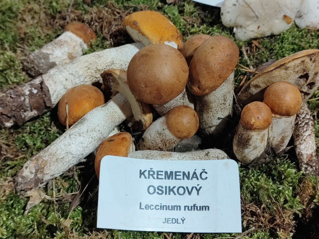 Křemenáč osikový.