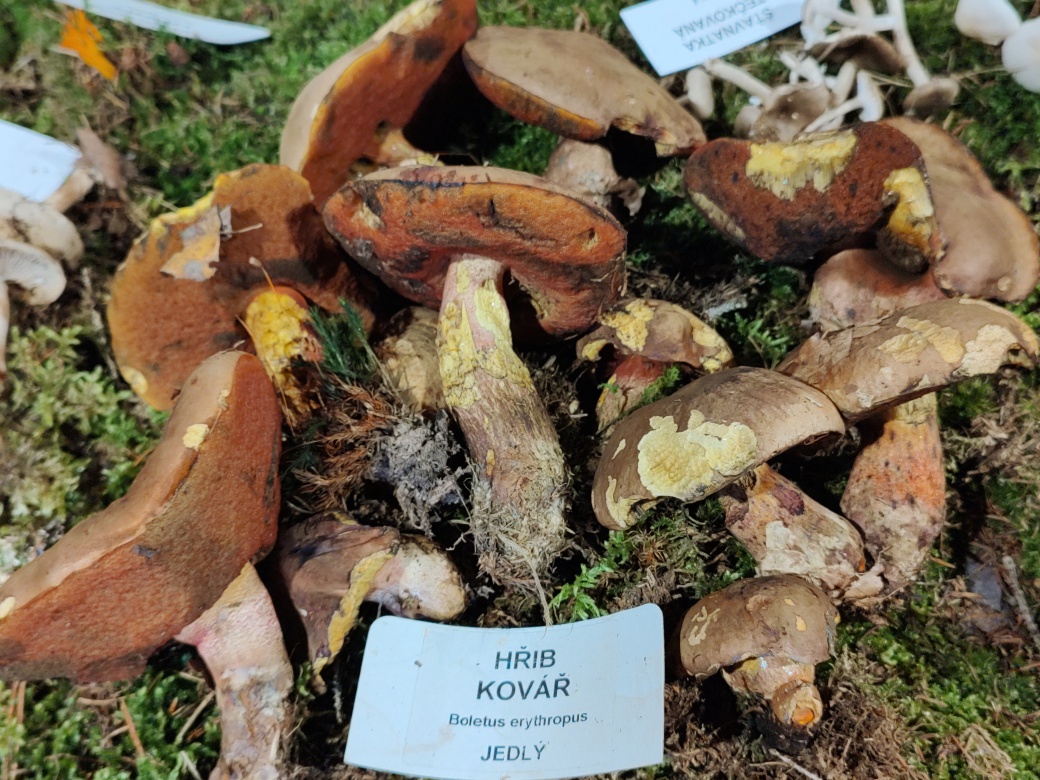 Hřib kovář.