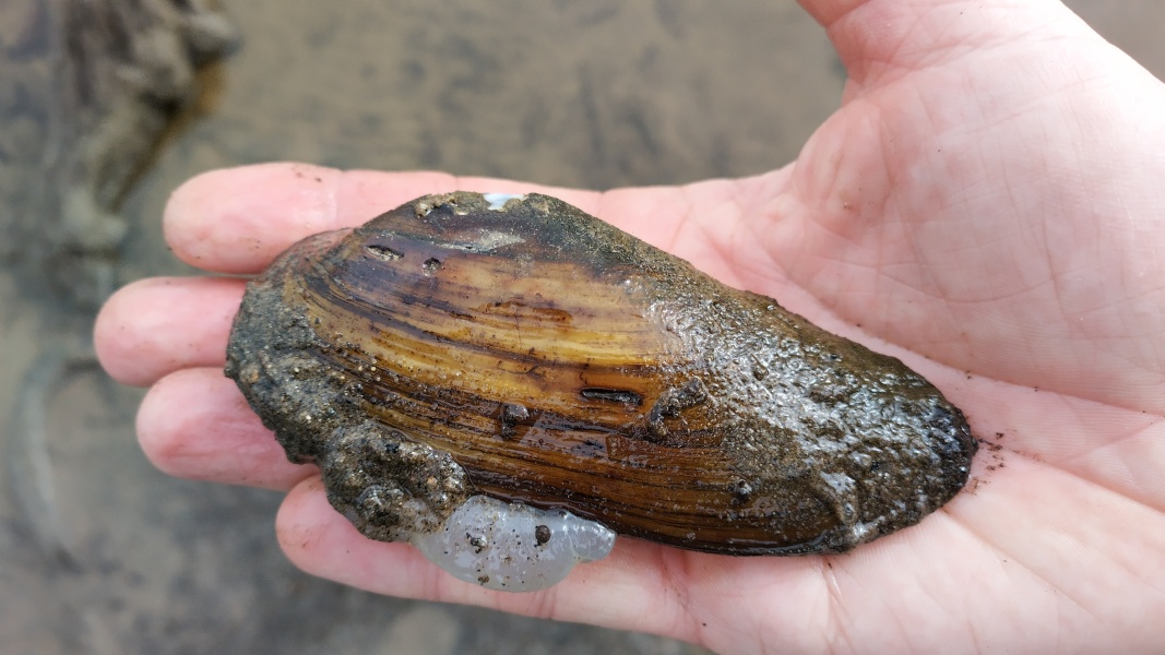 Živá škeble i s nohou. Foto Filip Šipan.