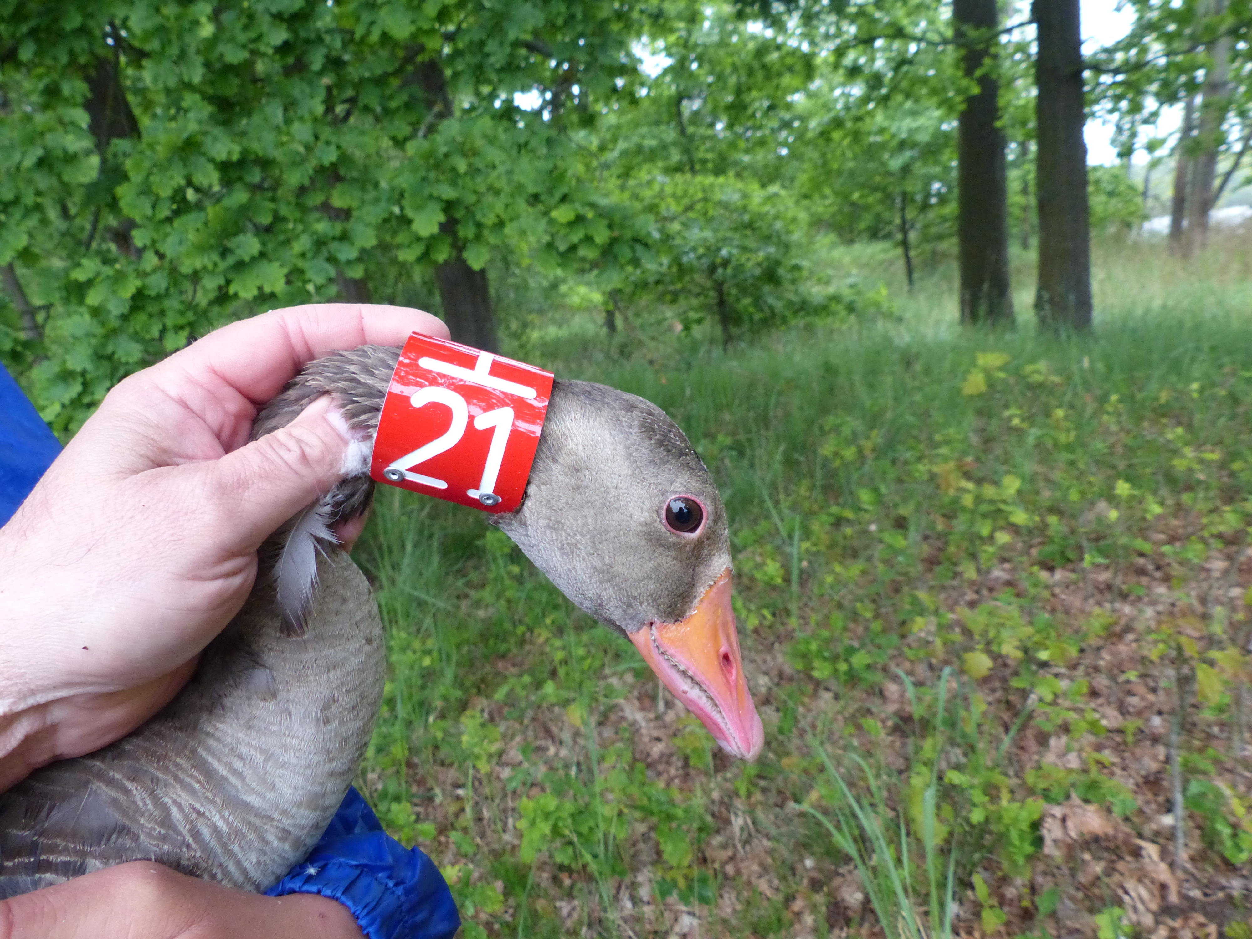 Náš samec H21 při okroužkování límcem v roce 2020. Foto Pavel Albert.