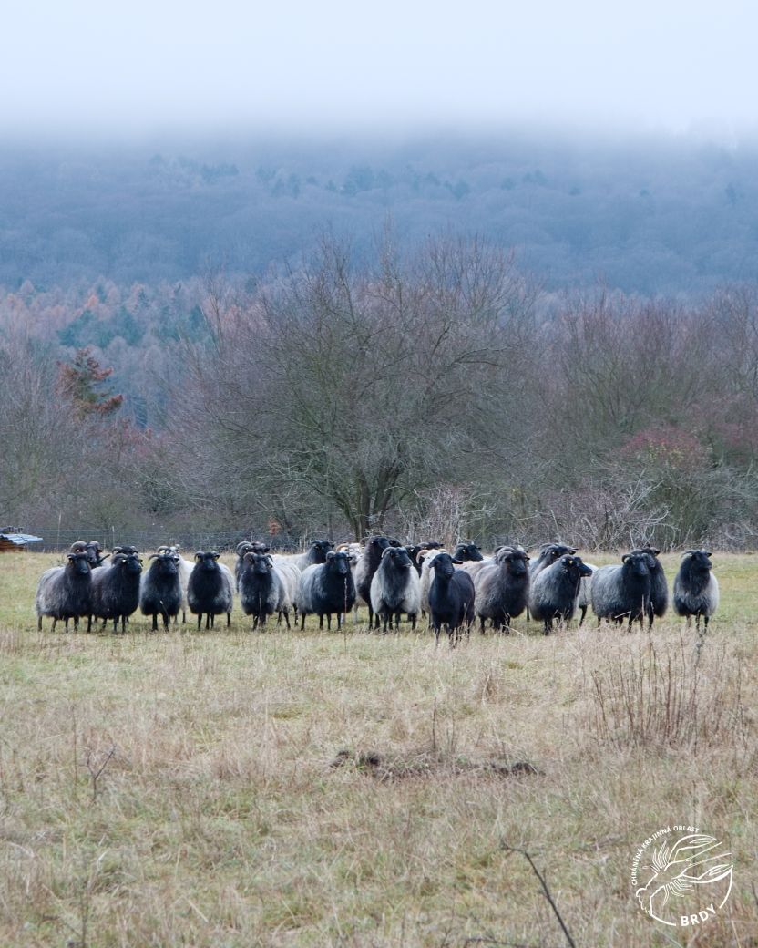 Stádo ovcí na zimní louce se starou trávou.