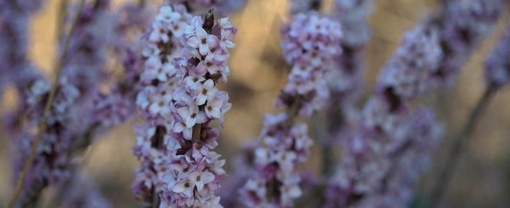 Detailní pohled na větve lýkovce jedovatého obaleného růžovými květy.