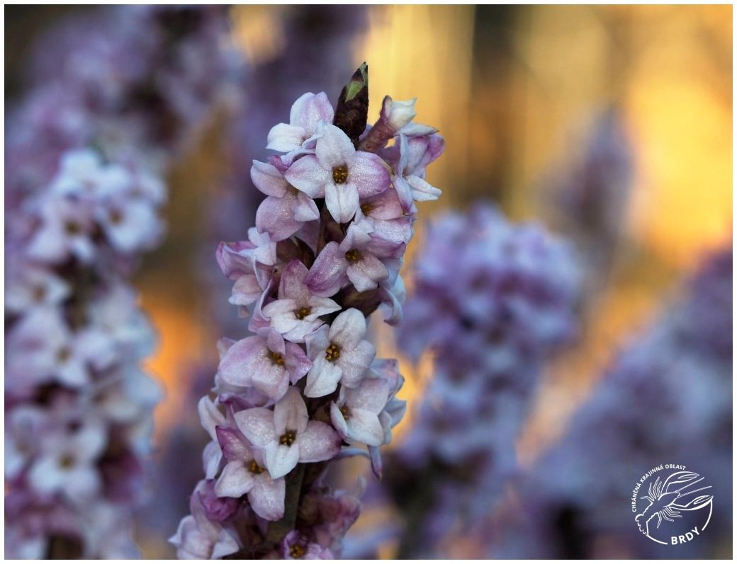 Detailní pohled na větve lýkovce jedovatého obaleného růžovými květy.