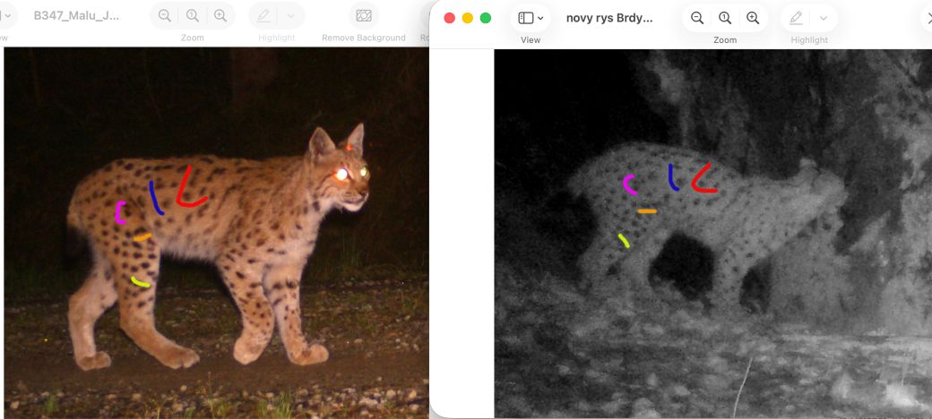 Dvojice fotografií rysa zachyceného v národním parku Bavorský les a rysa zachyceného v CHKO Brdy, tentokrát s označenými skvrnami podle, kterých byl identifikován jako stejný jedinec.