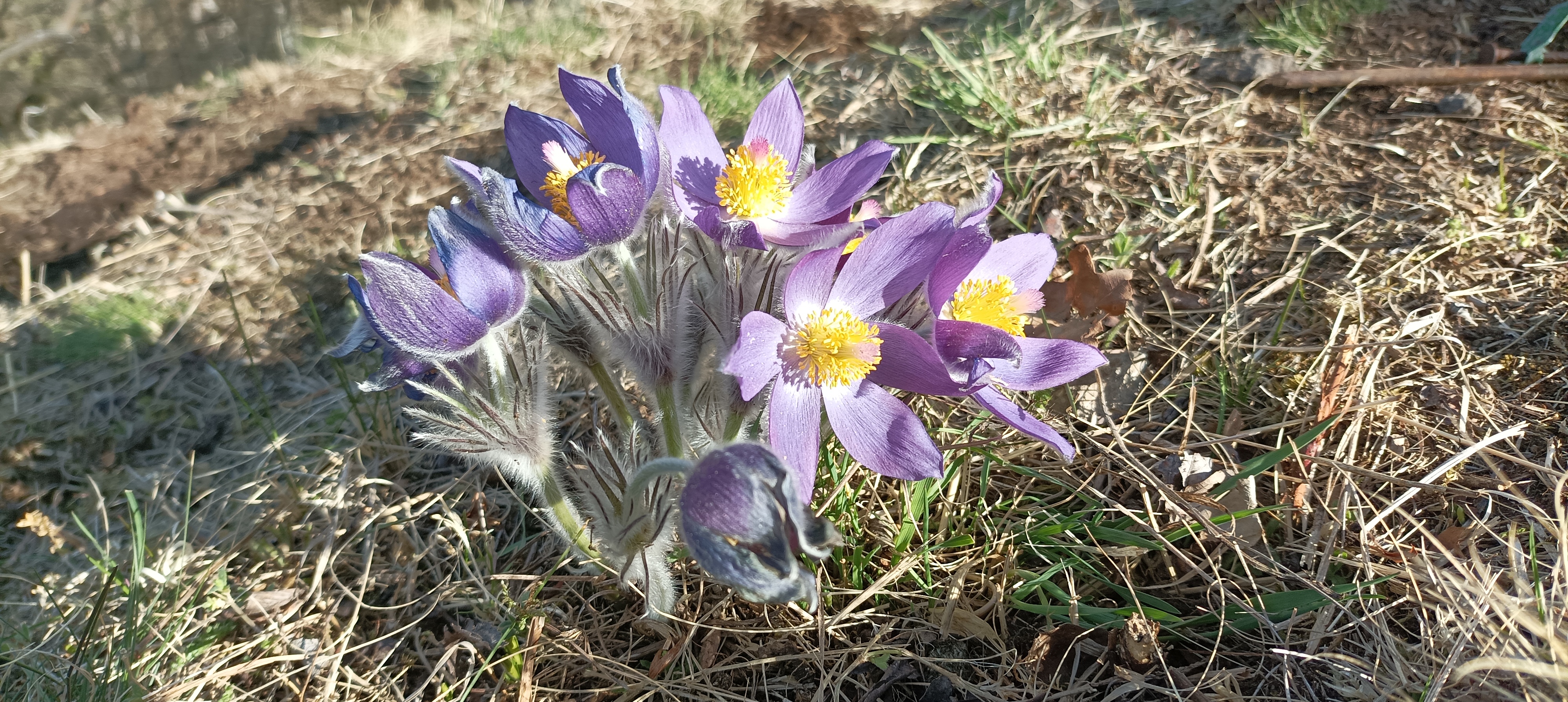 Rozkvetlá rostlina.