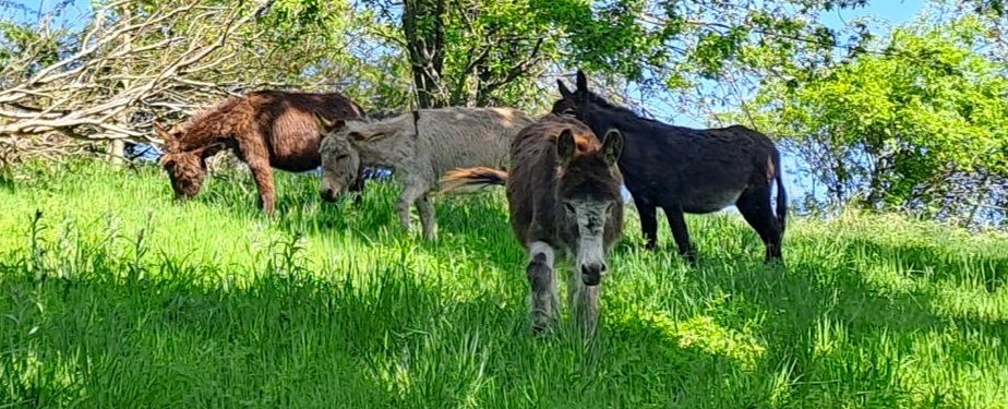 Oslíci spásají trávu na Bílých stráních, foto: Anna Pazderka Hrnečková