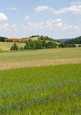 Mořinka celá.