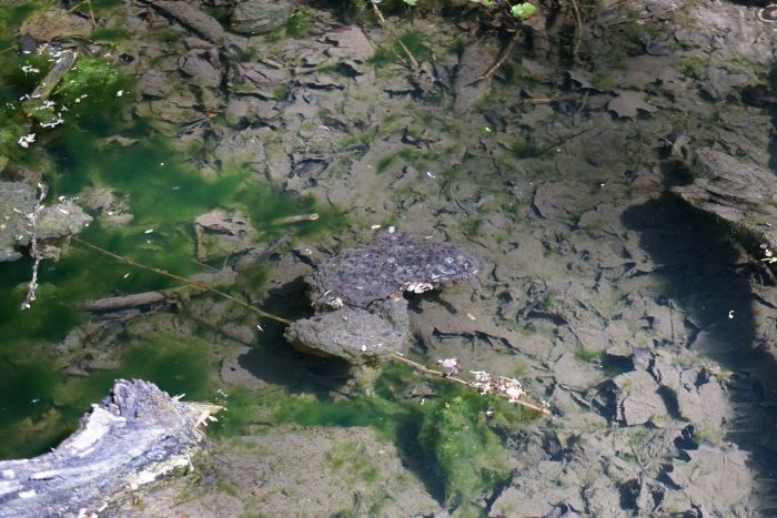 Vajíčka skokana hnědého