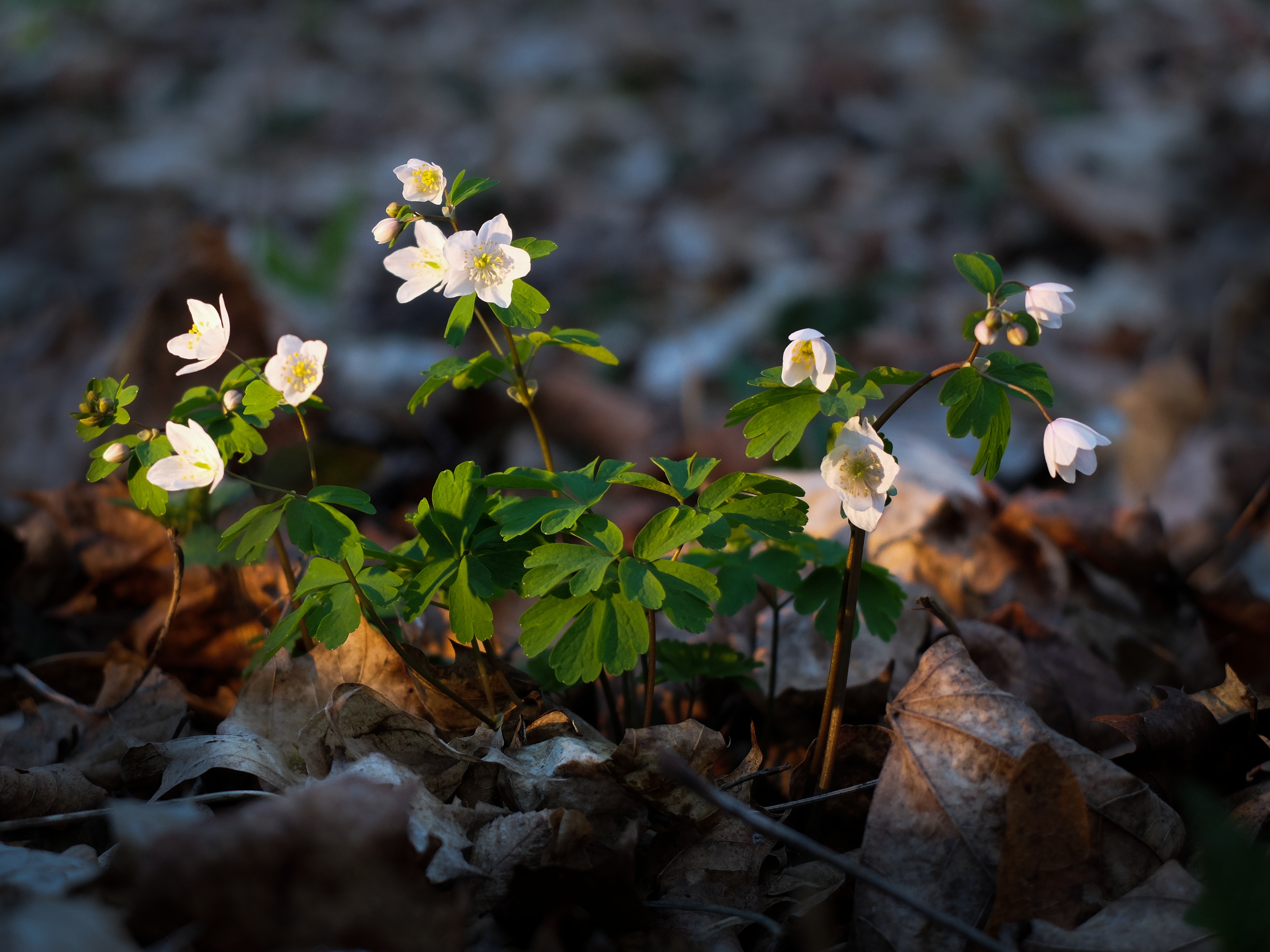 Zapalice žluťuchovitá, foto Jindřich Prach