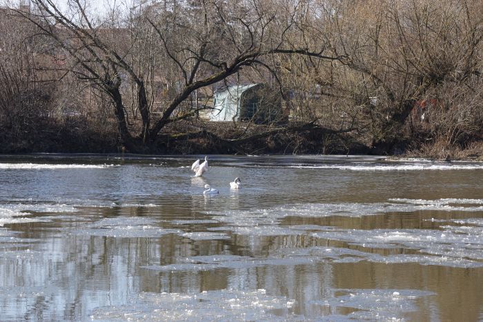 Za zimovišti ptáků na Berounce