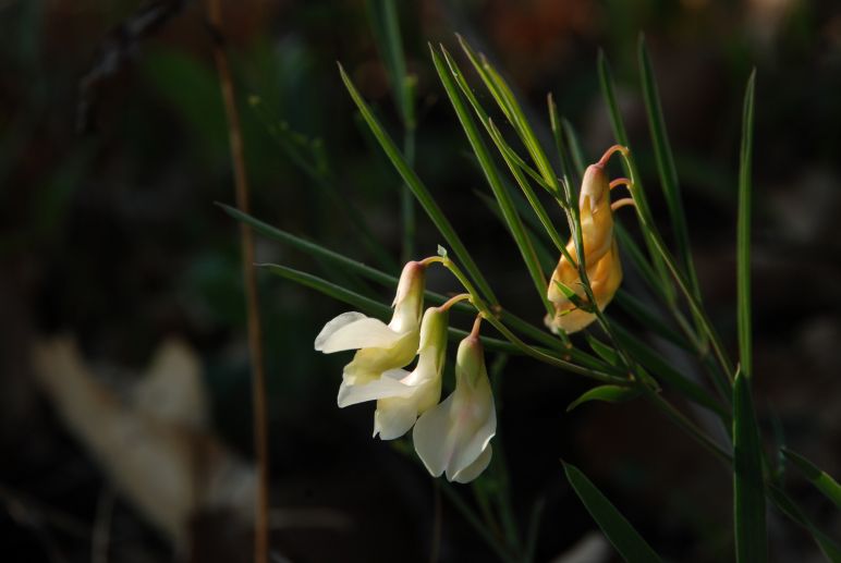 Hrachor Panonský, foto Josef Mottl