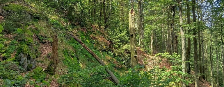 Přírodní rezervace Dlouhá skála