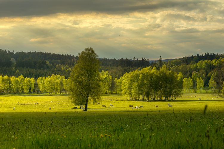 Charakteristika Českého lesa