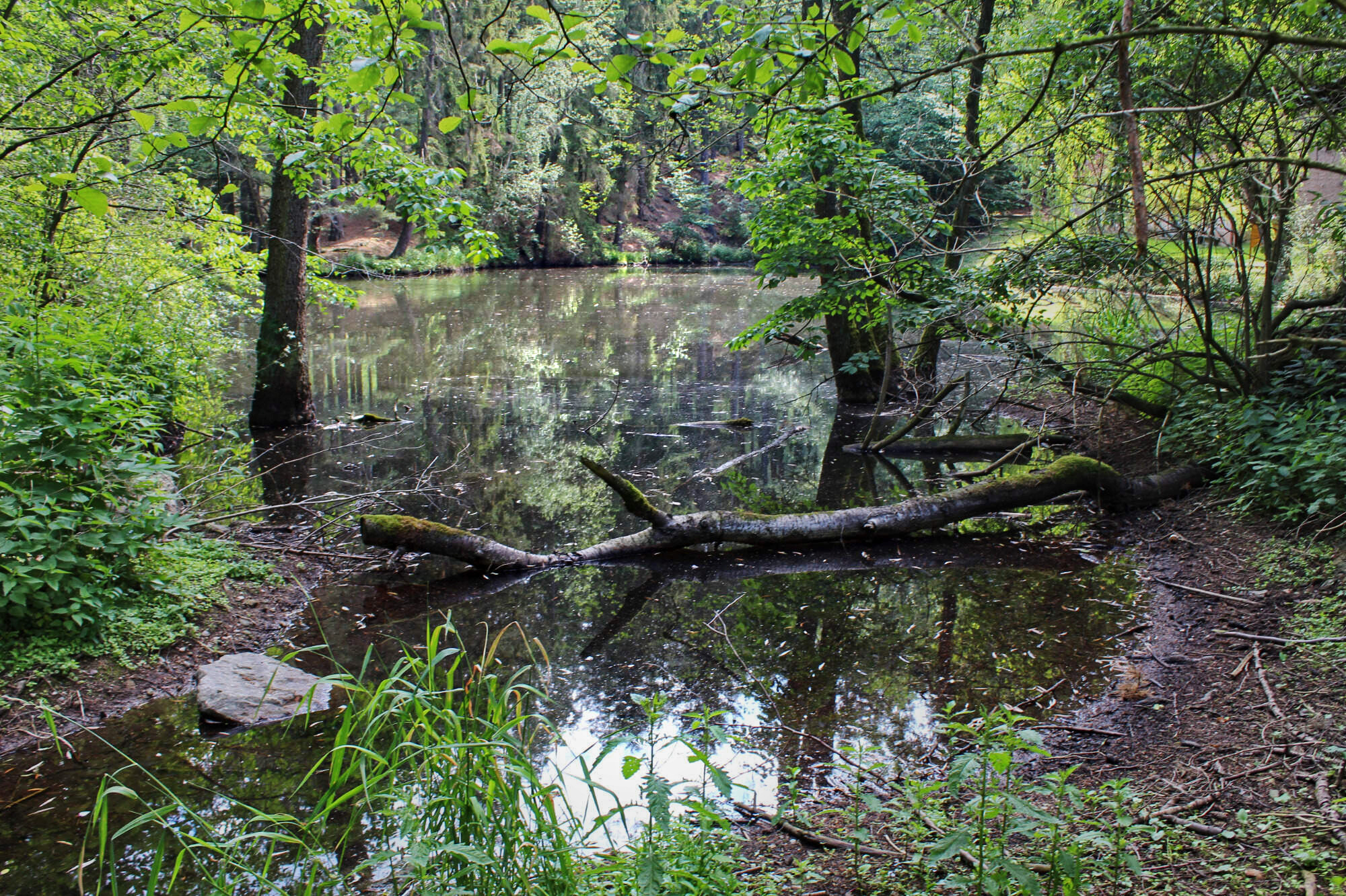 NPP Odlezelské jezero, Nina Myslíková