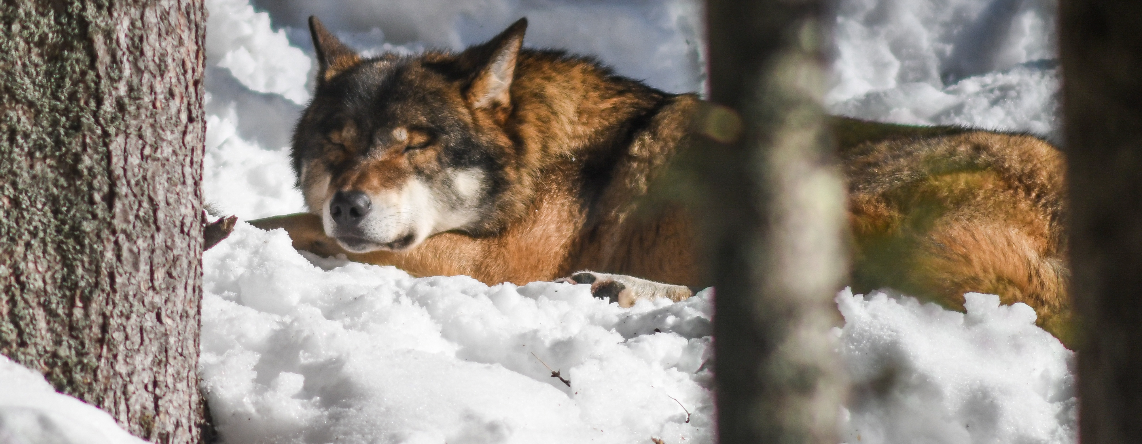 Spící vlk v závěji, foto: Tomáš Jůnek