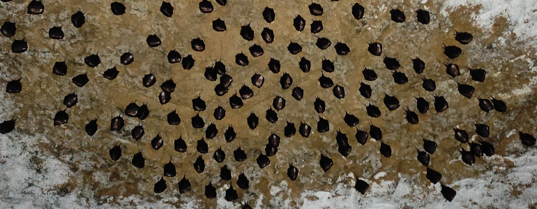 Vycházka za Vrápenci do Vojtěchova