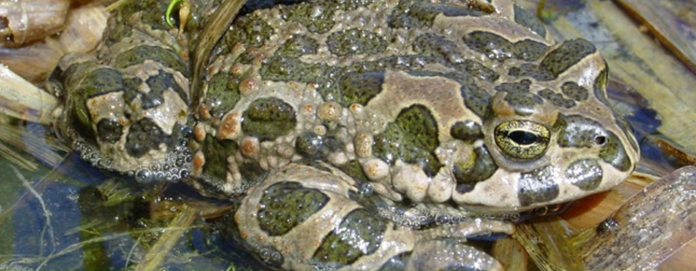 Na Zelený čtvrtek za zelenými žabkami?