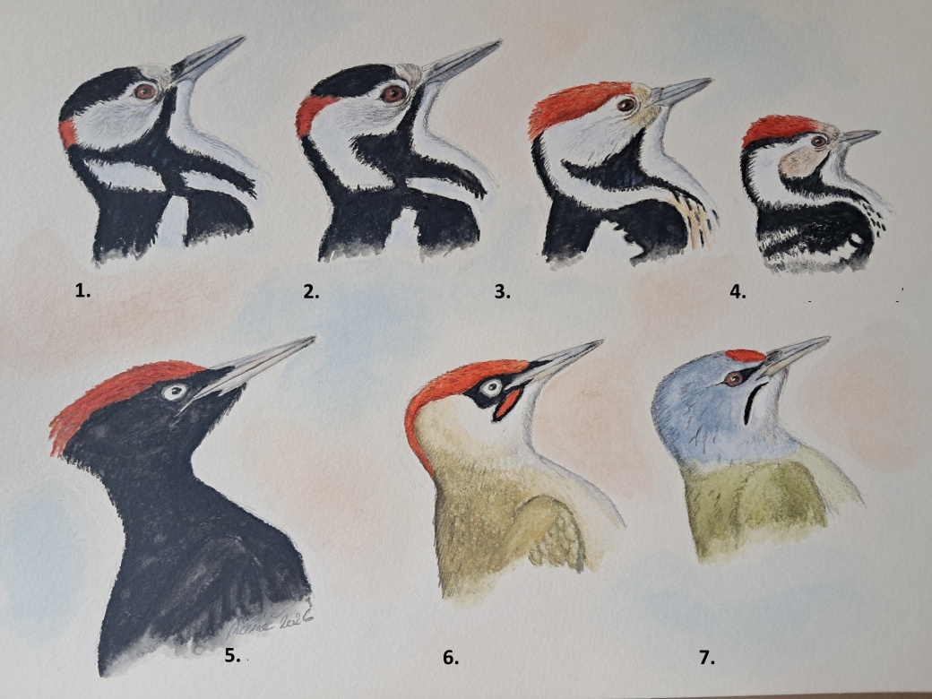 Nakreslení šplhavci, pouze s čísly