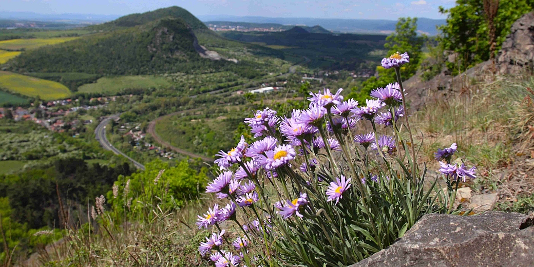 Hvězdnice alpská, foto Ondřej Nitsch