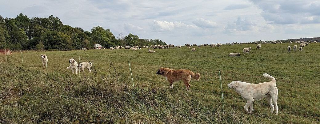 Setkání chovatelů k zabezpečení stád proti útoku vlků