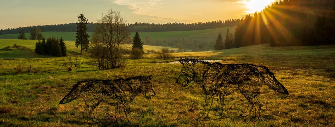 Fotografie s koláží vlků.