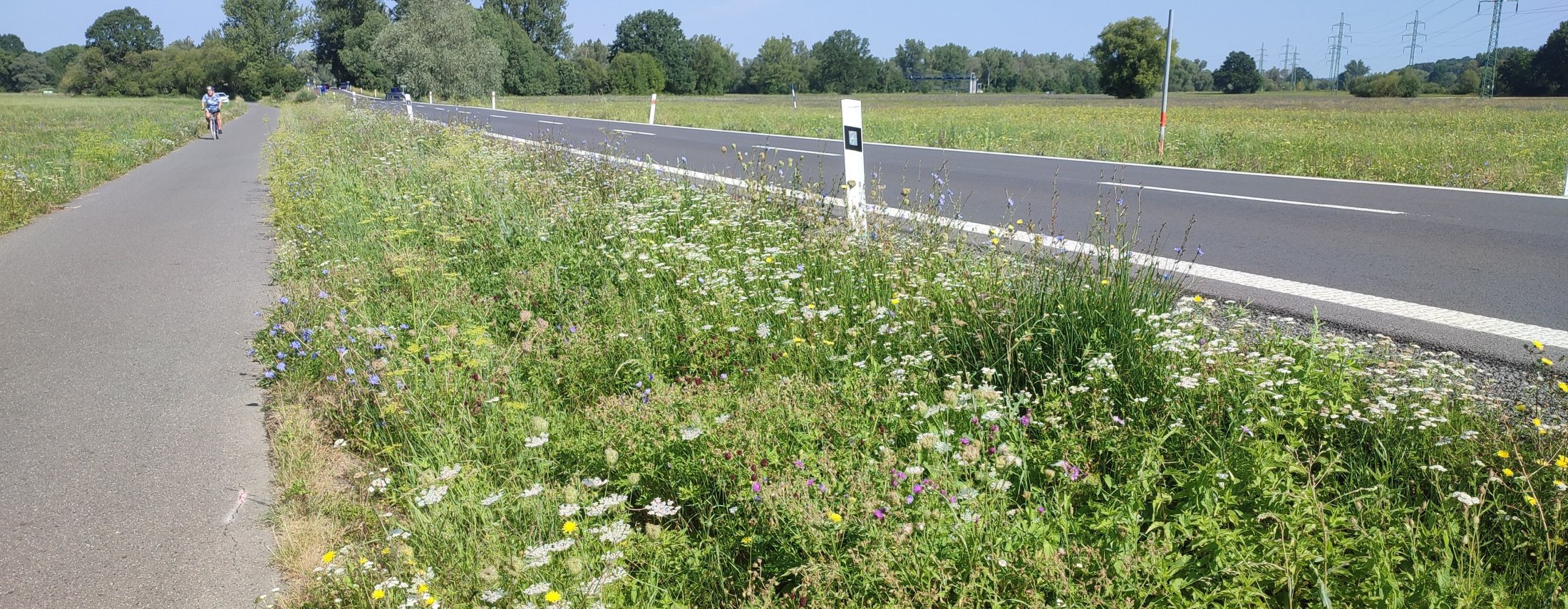cyklostezka a kvetoucí travnatý lem