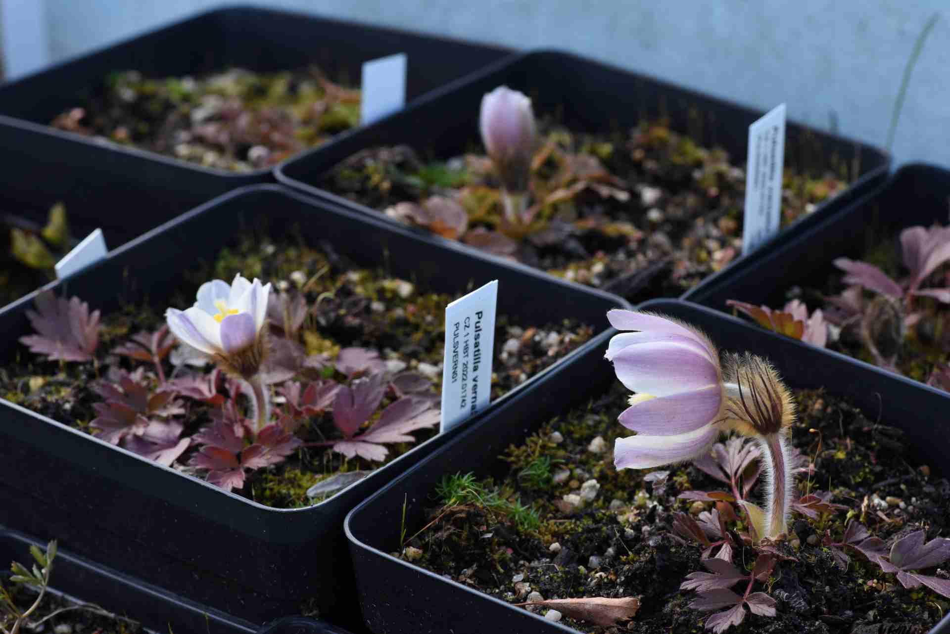 Koniklec jarní. Autor: Jana Navrátilová