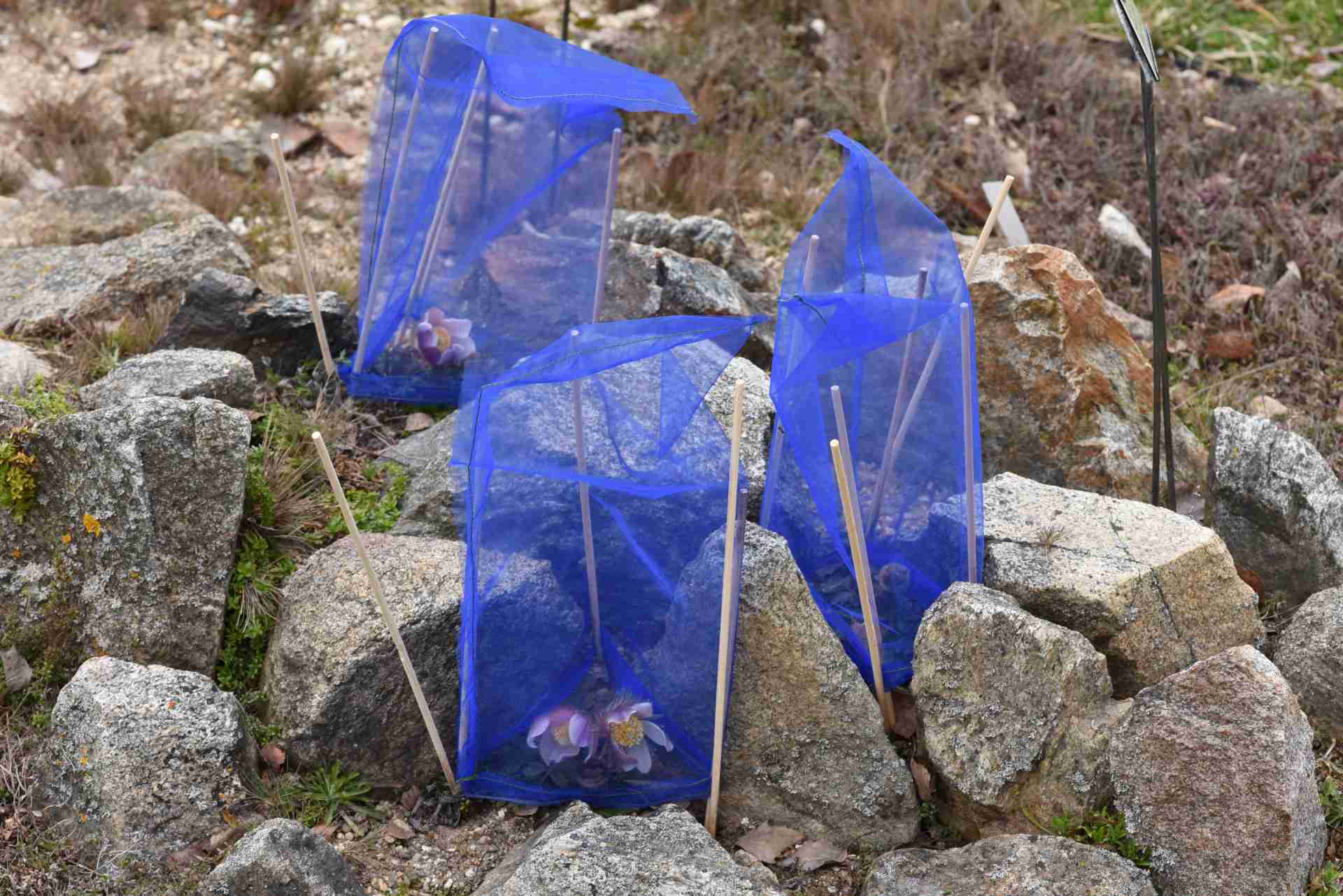 Koniklec jarní. Autor: Jana Navrátilová