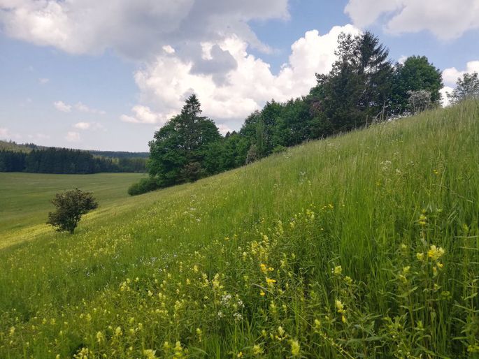 Stráň nad rybníkem Doubravník. Porost s výsevem kokrhele (vlevo, směrem ze stráně) je výrazně nižší.