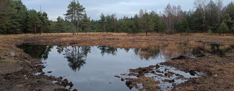 Stržení drnu a zvýšení hladiny podzemní vody vytvářejí podmínky pro obnovu otevřených rašelinišť a návrat širokého spektra ohrožených druhů, foto: Martin Černý