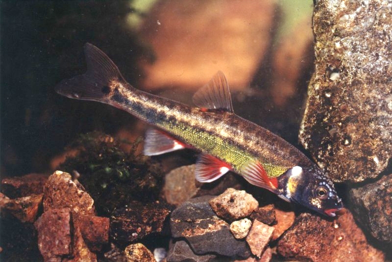 Samec střevle potoční má v období tření pestré zbarvenů. foto: Milan Kaftan