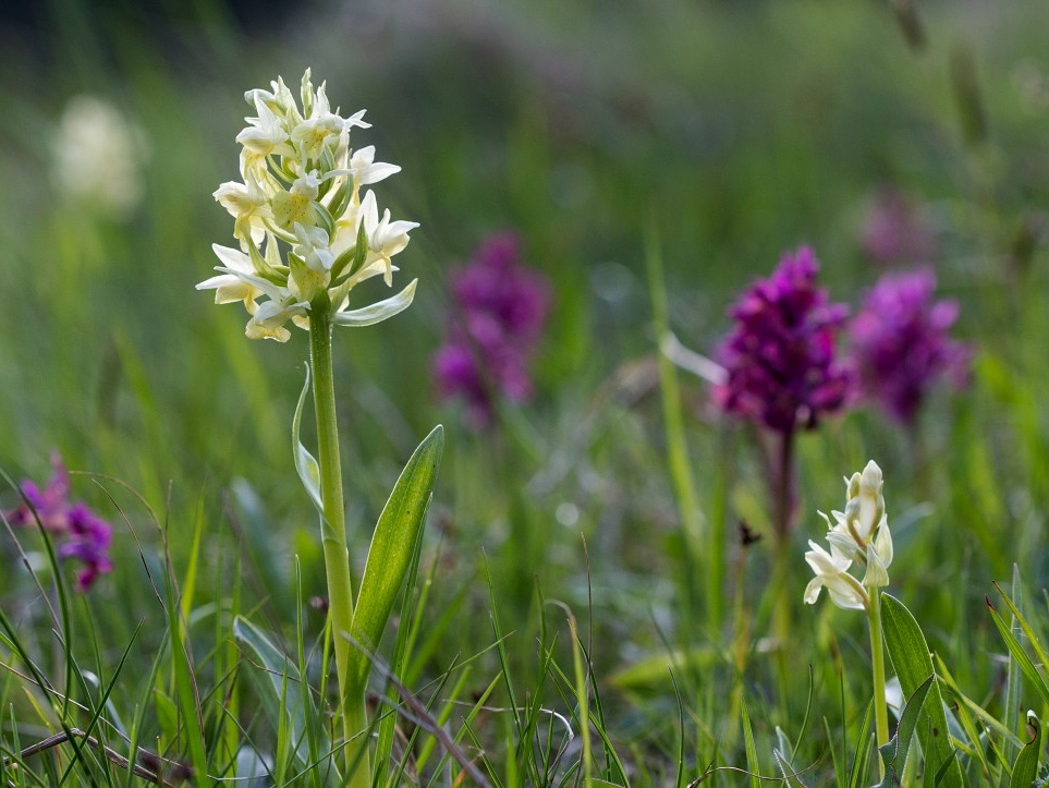 Dactylorhiza majalis